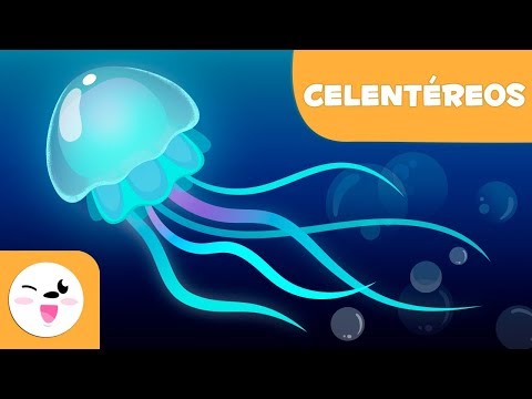 La distinción entre agua viva y medusa: ¿Cuál es la diferencia?