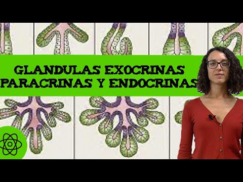 Glandulas endocrinas y exocrinas: comprendiendo sus diferencias