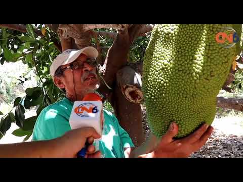 La traducción de 'guayaba' al inglés: una fruta exótica con nombre peculiar