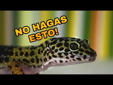 El nombre en español para gecko
