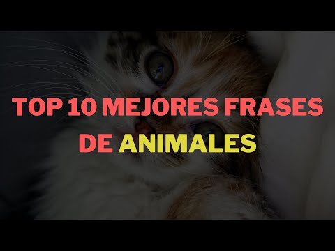 10 conmovedoras frases de amor hacia los animales que te robarán el corazón