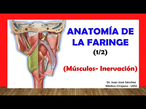 Función del músculo constrictor superior de la faringe en la deglución.