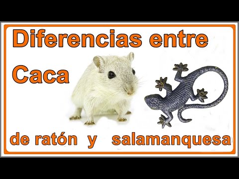 Cómo distinguir entre las heces de ratón y las de lagartija