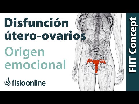 Conexión entre los ovarios y el útero: ¿Qué son las trompas de Falopio?