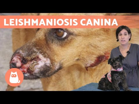 La leishmaniasis cutánea en perros: síntomas y tratamiento en imágenes
