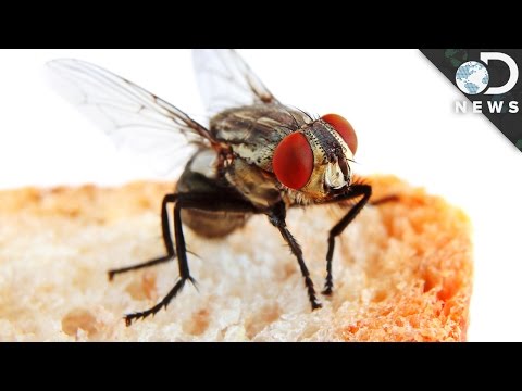 Los efectos de tragar una mosca y cómo reaccionar ante ello