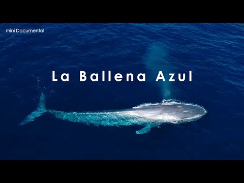 El peso de la lengua de la ballena azul: un enigma marino a desvelar en IESRibera