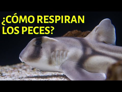 Los fascinantes animales acuáticos que respiran por branquias