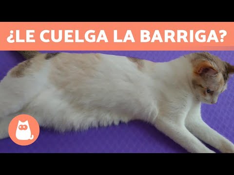 Qué hacer si tu gato presenta una calva en la barriga