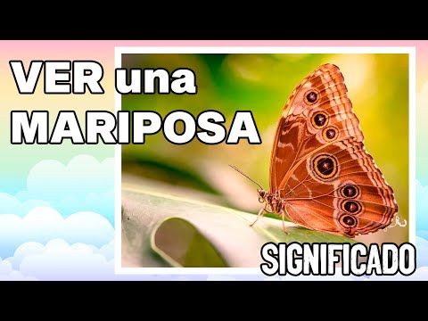 Los diferentes tipos de mariposas y su simbolismo