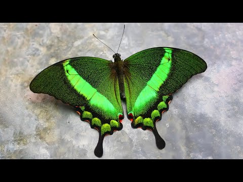 El fascinante mundo de las mariposas: significado y variedades