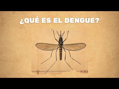 Enfermedad viral transmitida por los mosquitos: Guía informativa esencial para prevenir el contagio.