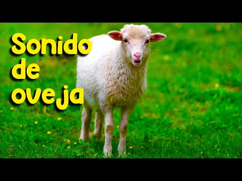 El sonido característico de la oveja: ¿Cómo se llama?