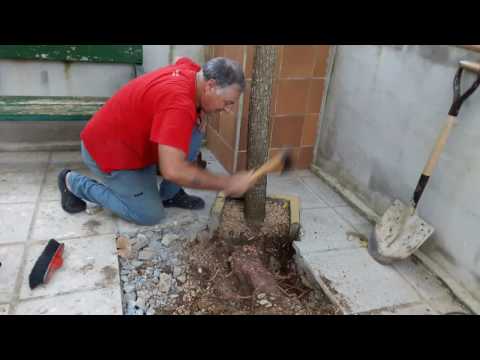 El fenómeno de las raíces de moreras que dañan el suelo: causas y soluciones