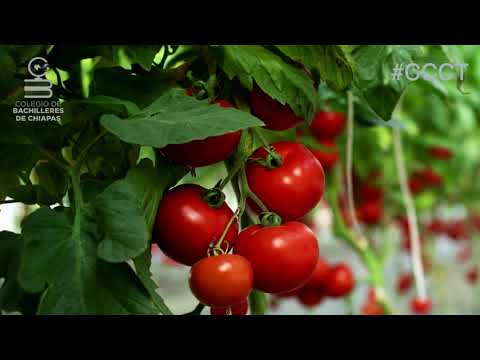 El origen etimológico del tomate