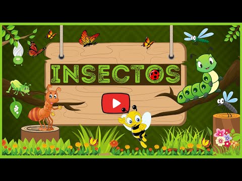 Los fascinantes insectos con 6 patas y 2 antenas: una mirada a su diversidad y características