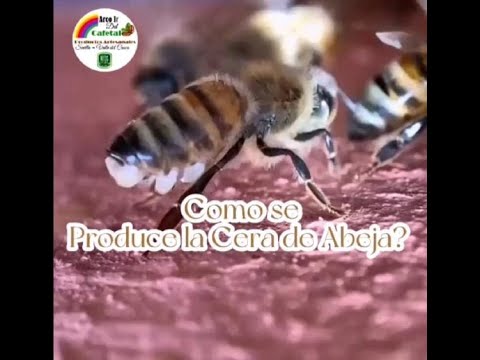 La fascinante función de la cera en el interior de la colmena de las abejas