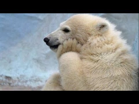 El fenómeno que hace que los osos polares vuelvan blancos: Explicación científica