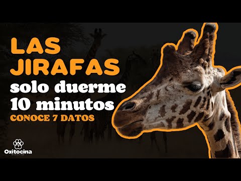 El misterio del color de la lengua de las jirafas: una curiosidad animal