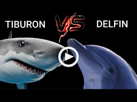 Comparativa de peligrosidad: ¿Delfín vs. Tiburón?