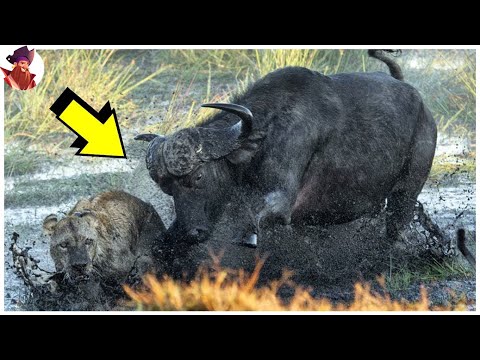 El curioso fenómeno de los búfalos que se intimidan mutuamente