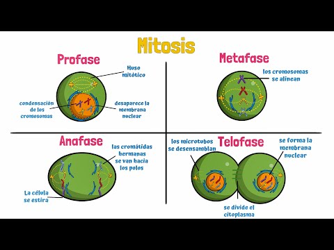 La anafase de la mitosis: Un viaje emocionante hacia la división celular