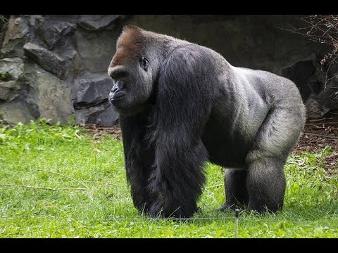 El término en inglés para gorila