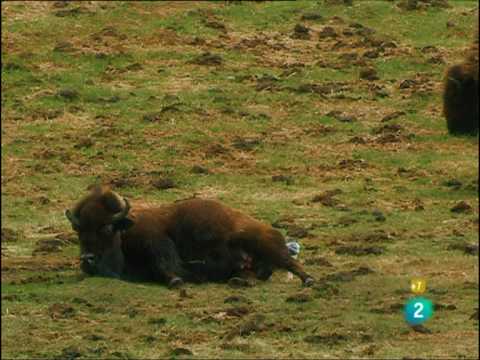 Peso de un bisonte al nacer: Datos interesantes sobre su nacimiento.