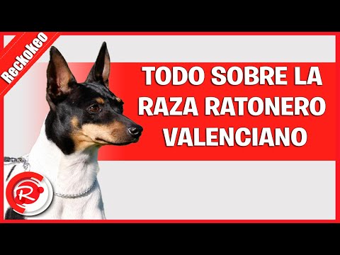 Aprende cómo se dice perro en valenciano en IESRibera