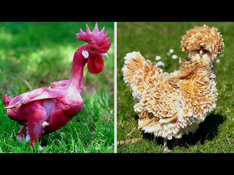 Las sorprendentes gallinas con pelo en la cabeza: una curiosidad avícola