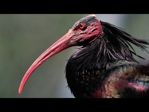 La fascinante ave palmípeda con cabeza negra y pico rojo