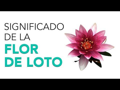 El significado profundo de la flor de loto: una metáfora de resiliencia y transformación