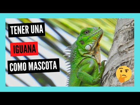 ¿Se permite tener una iguana como mascota en España?