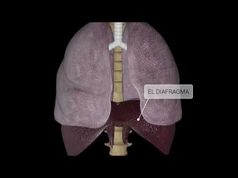 El proceso de exhalación: comprendiendo el aire que expulsamos al respirar