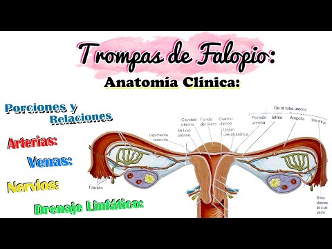 La anatomía de las trompas de Falopio y sus componentes principales