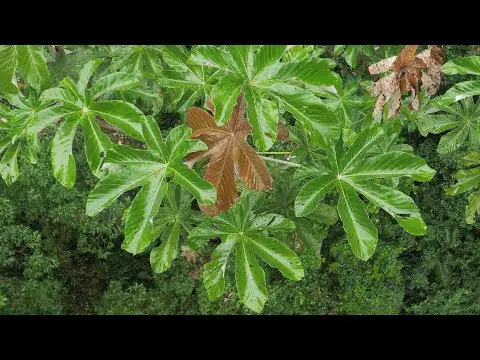 El fascinante mundo del pie de león: una planta herbácea anual en forma de crucigrama