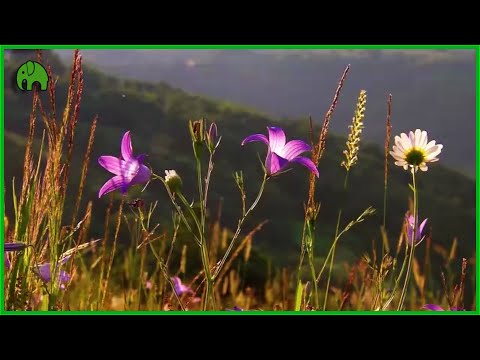 La fascinante planta con dos flores: un fenómeno de la naturaleza