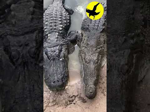 Conoce las diferencias entre el caimán y el aligátor