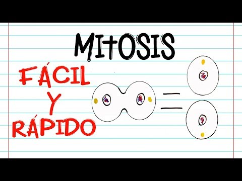 El fascinante proceso de la mitosis: comprensión de sus fases y su importancia en la reproducción celular