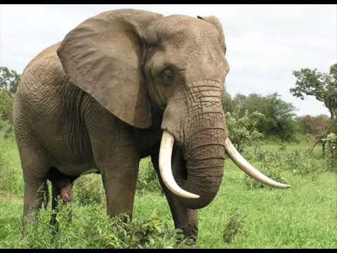 El peculiar sonido del elefante