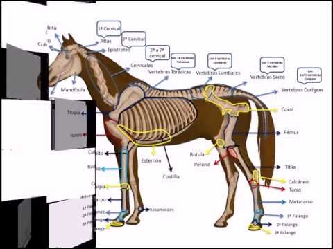 Las partes anatómicas de un caballo: conoce su estructura física