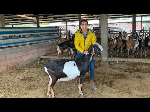 El sorprendente fenómeno de la secreción láctea en cabras sin reproducción