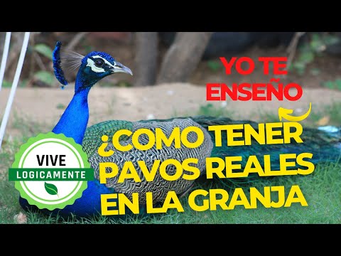 Tener un pavo real como mascota en España: Normativa y requisitos legales en 2024