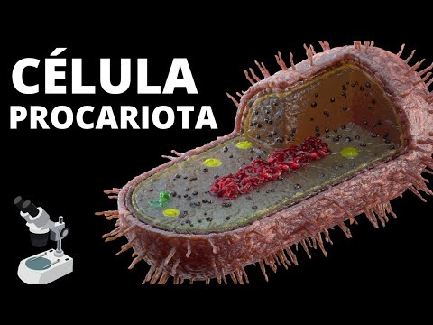 Los organelos de la célula procariota: una guía completa del funcionamiento celular