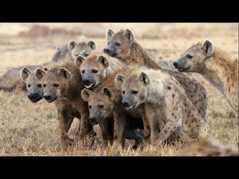 Hienas macho y hembra: ¿Cuáles son sus diferencias?