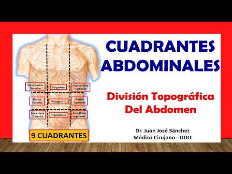 Funciones y estructura de los órganos abdominales en el cuerpo de la mujer
