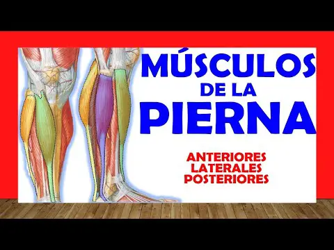 El músculo de la parte posterior de la pierna: anatomía y funciones.
