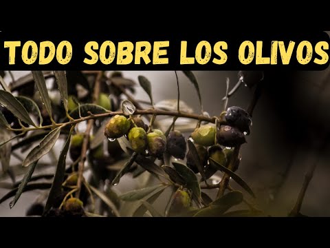 El nombre del fruto del olivo: todo lo que necesitas saber
