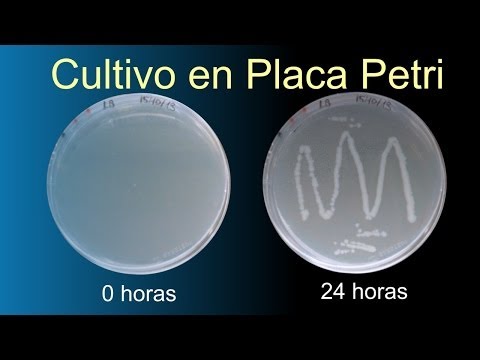 La utilidad de la placa de Petri en el laboratorio