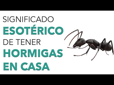 ¿Qué indica la presencia de hormigas en tu hogar?